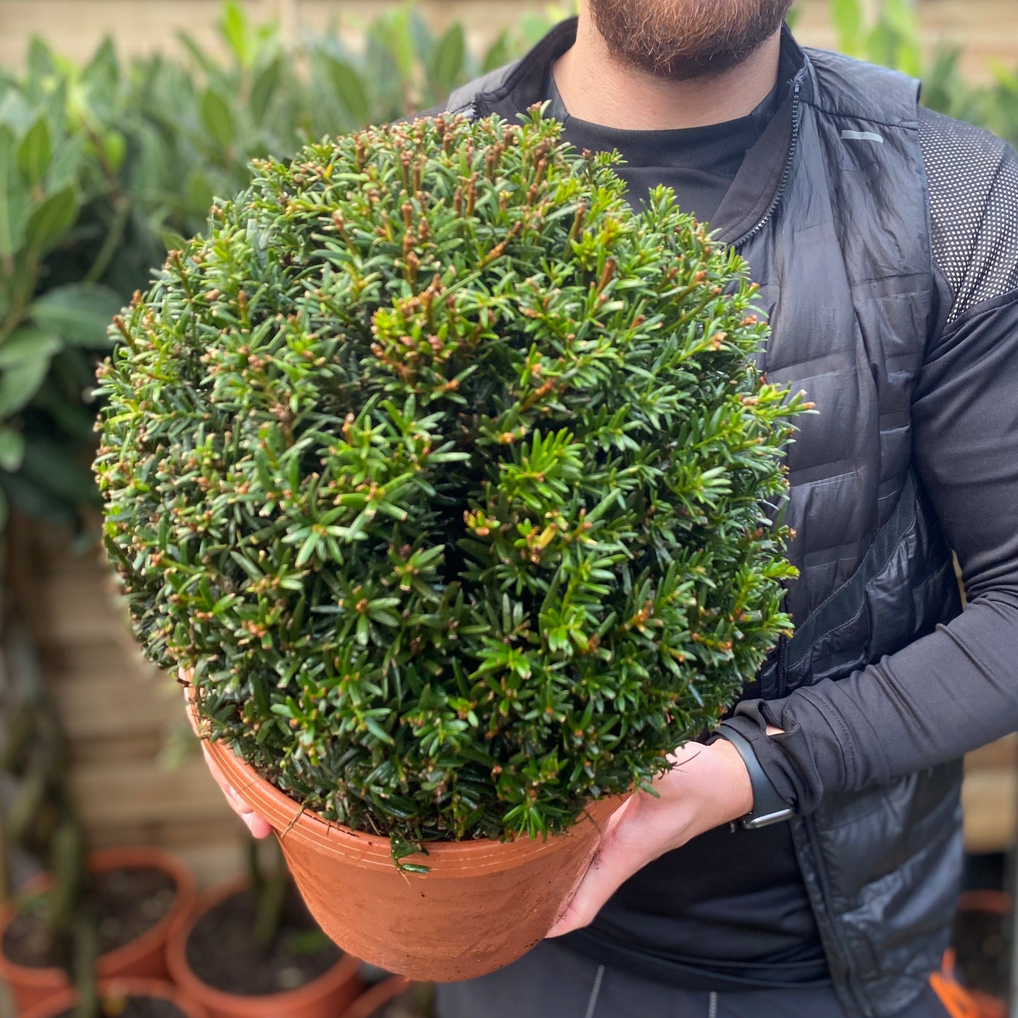 Yew Ball - Taxus Baccata Ball 6L / 7L / 10L / 22L
