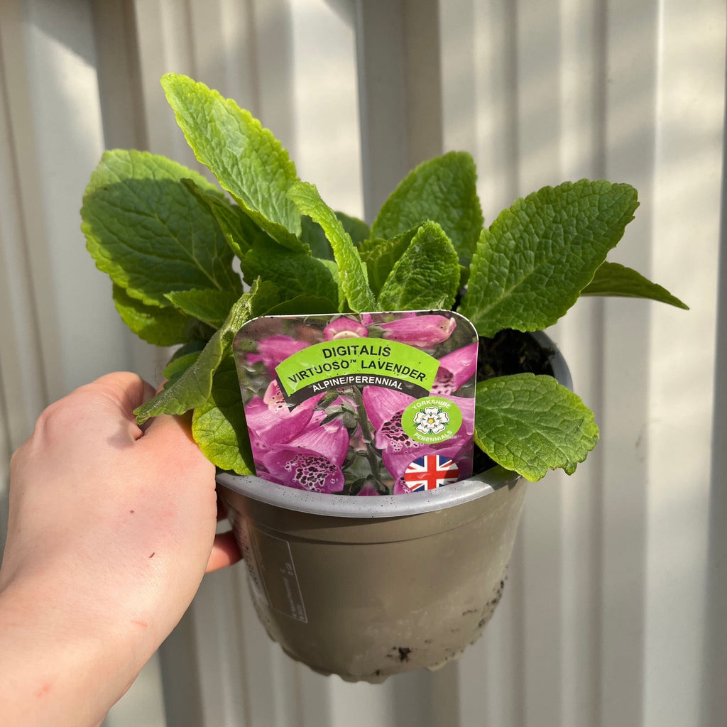 Digitalis purpurea Lavender (Foxglove)9cm