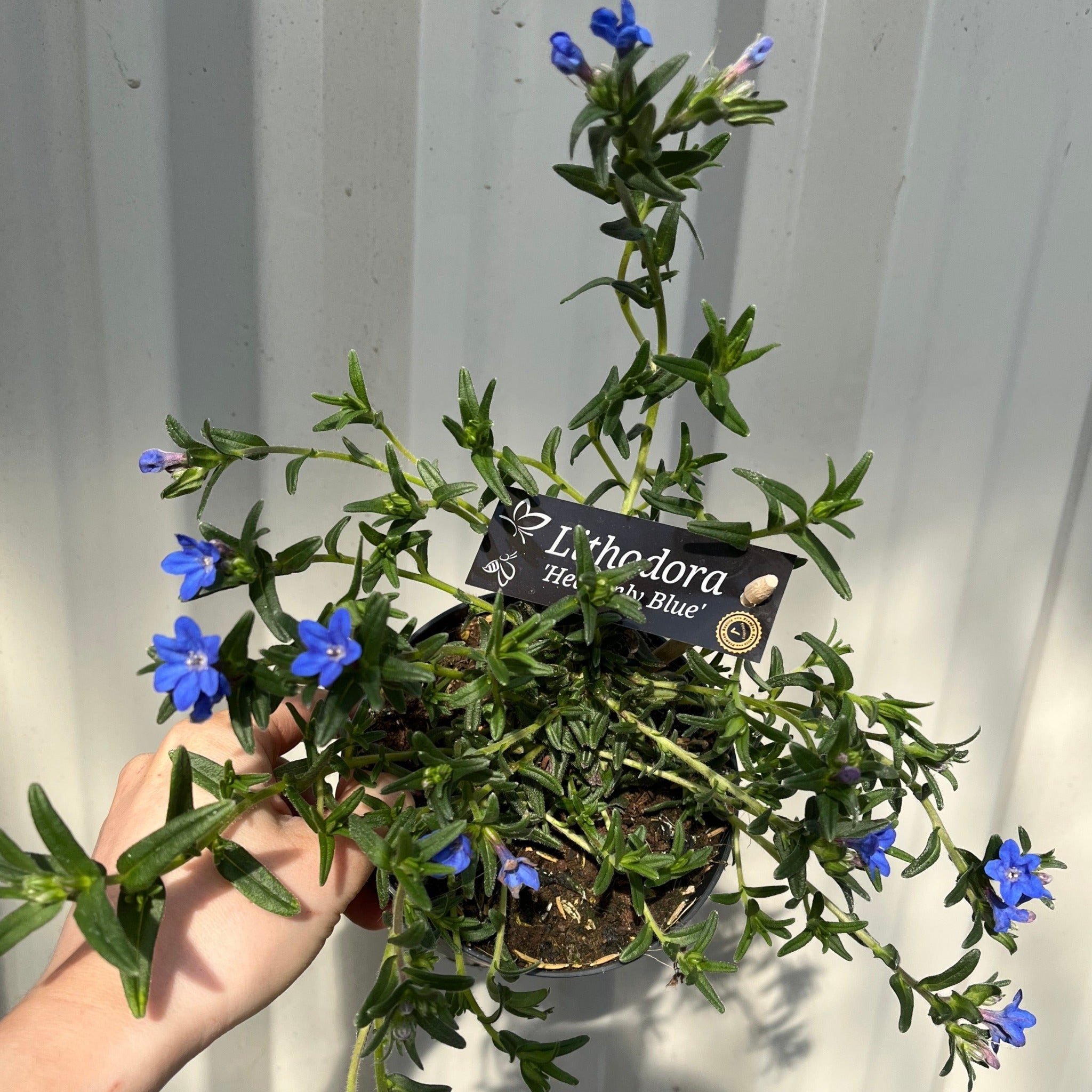 Lithodora 'Heavenly Blue'