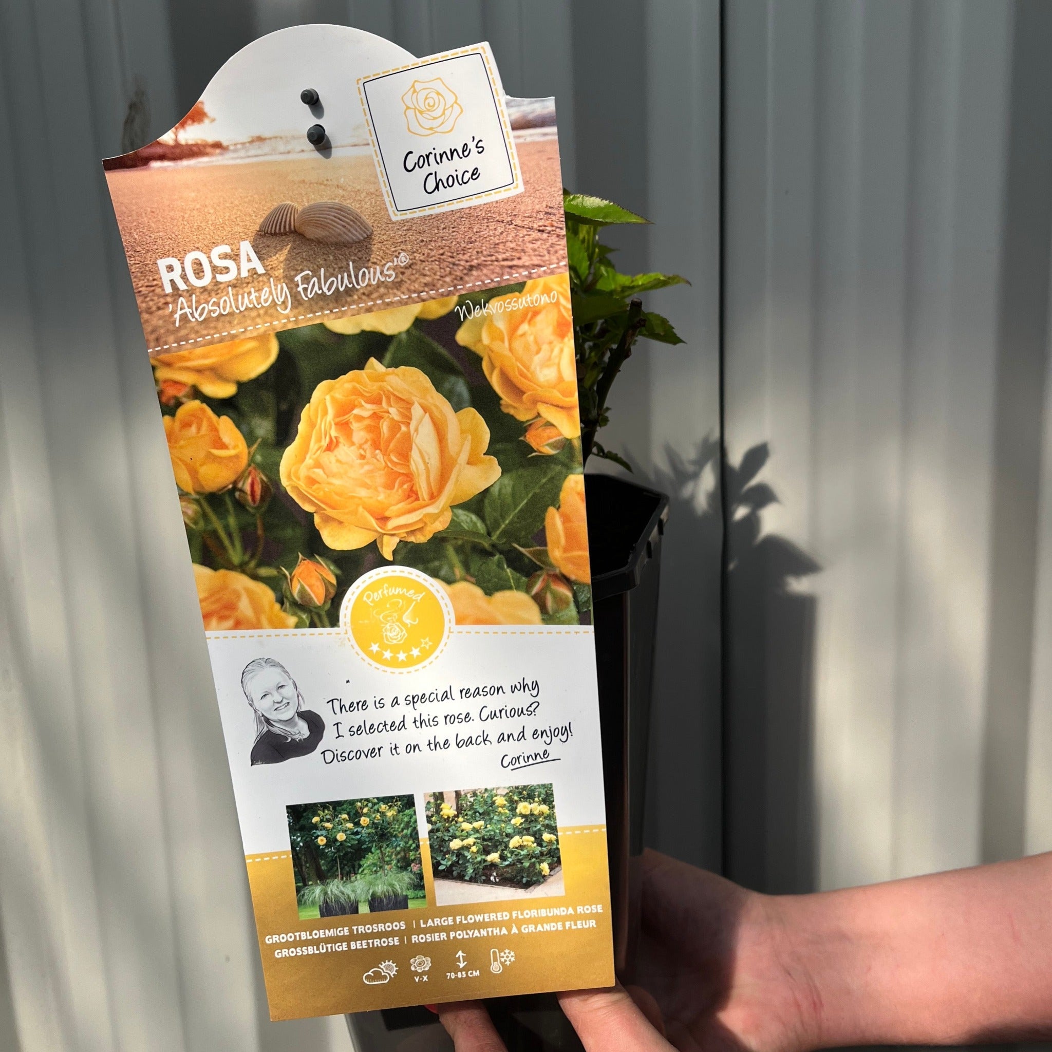 Absolutely Fabulous | Floribunda | 4L Potted Rose (PRE ORDER DECEMBER '25)