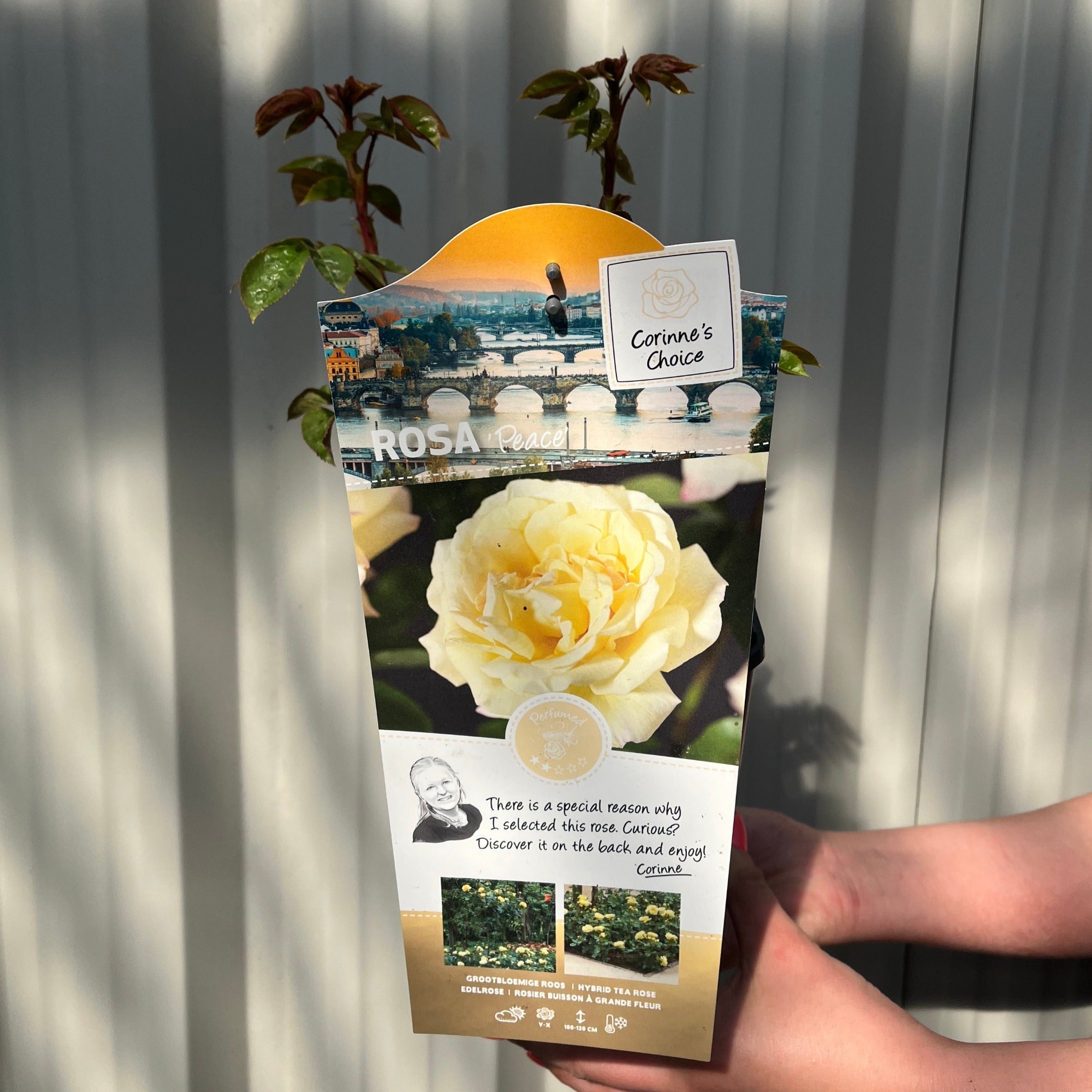 Rose 'Peace' | Hybrid Tea | 4L Potted Rose (PRE ORDER DECEMBER '25)