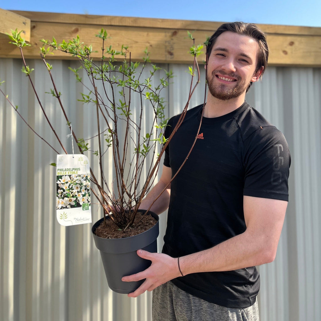 Philadelphus 'Belle Etoile' 9cm/ 1L / 2L / 4L