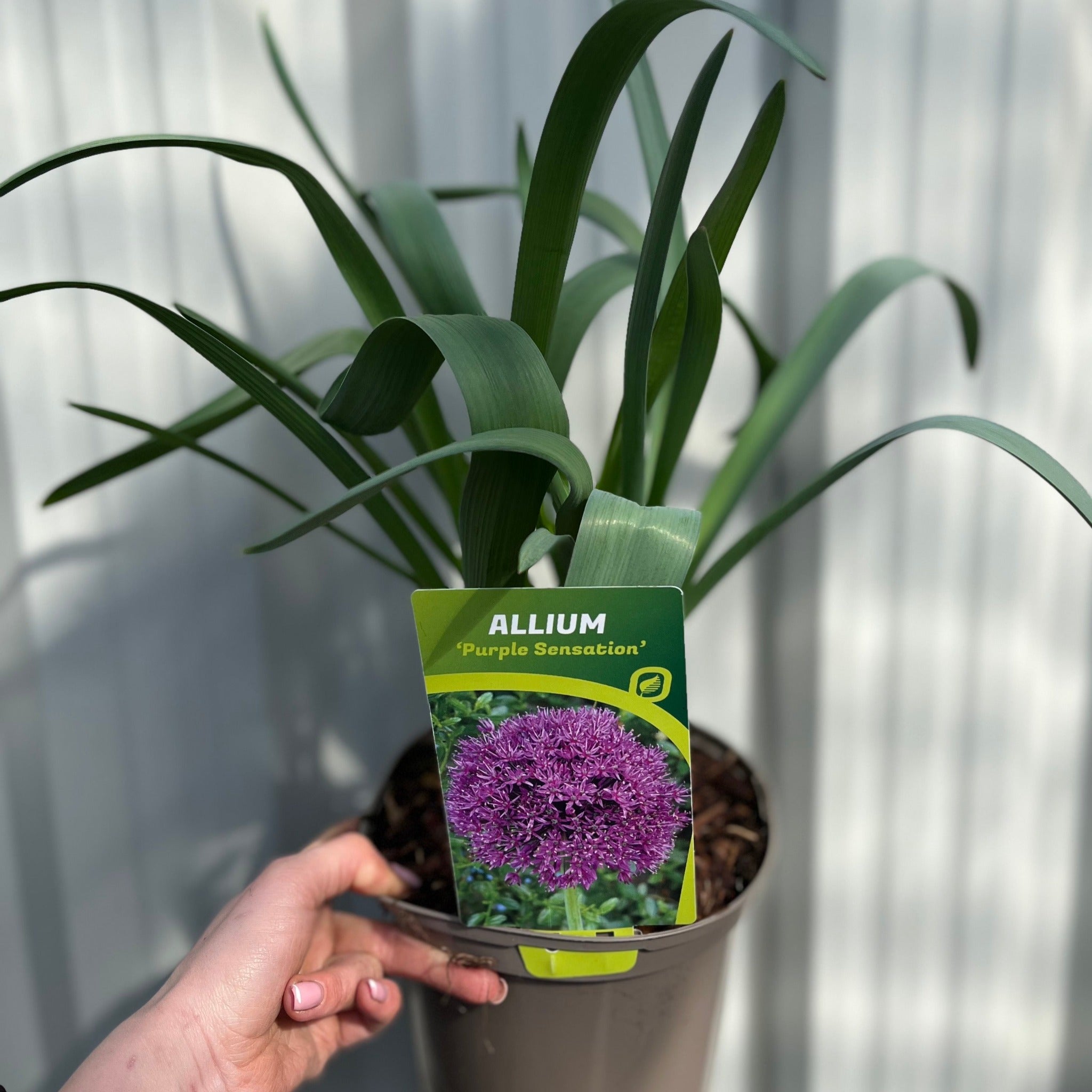 Allium hollandicum 'Purple Sensation' (Two sizes available)