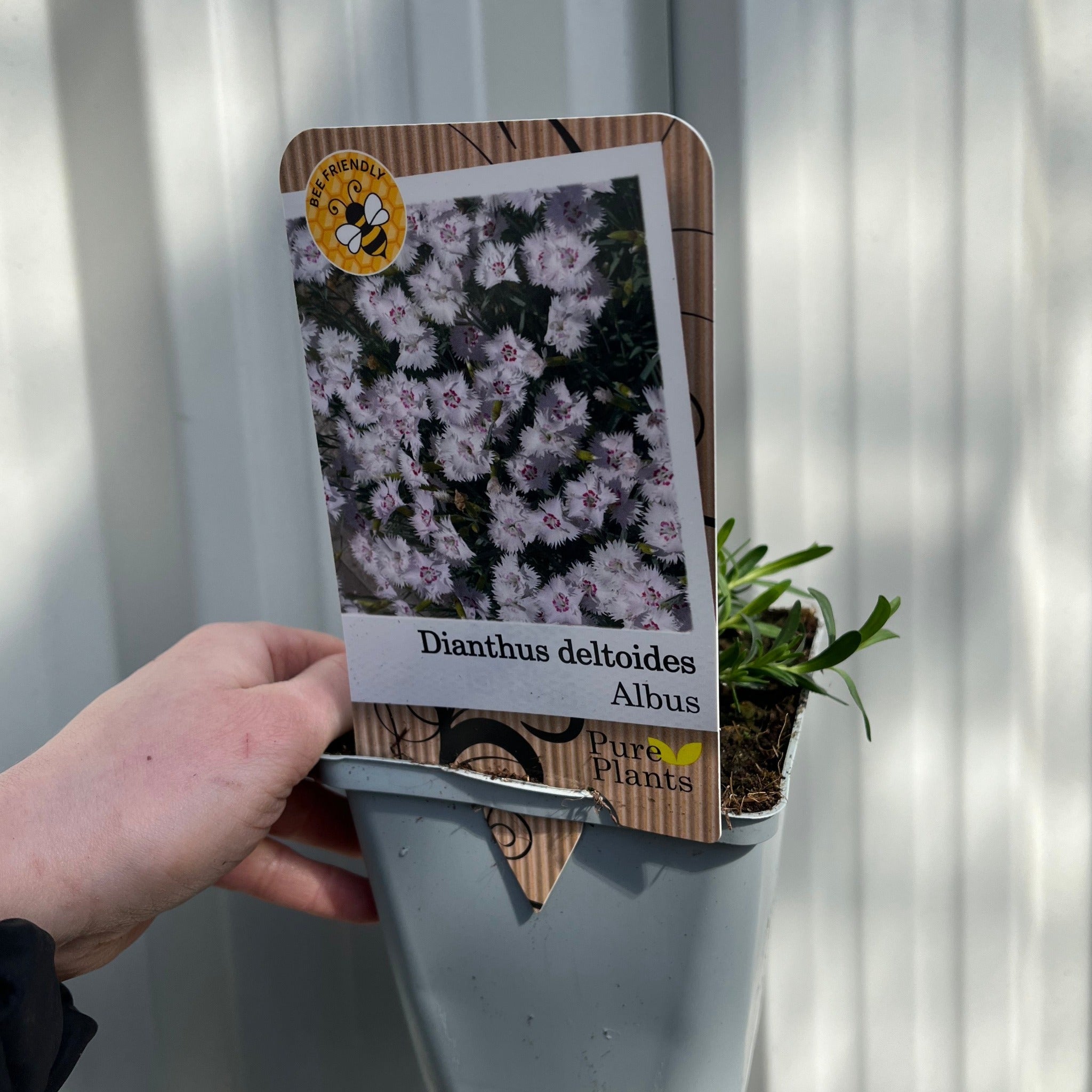 Dianthus deltoides 'Alba' 9cm