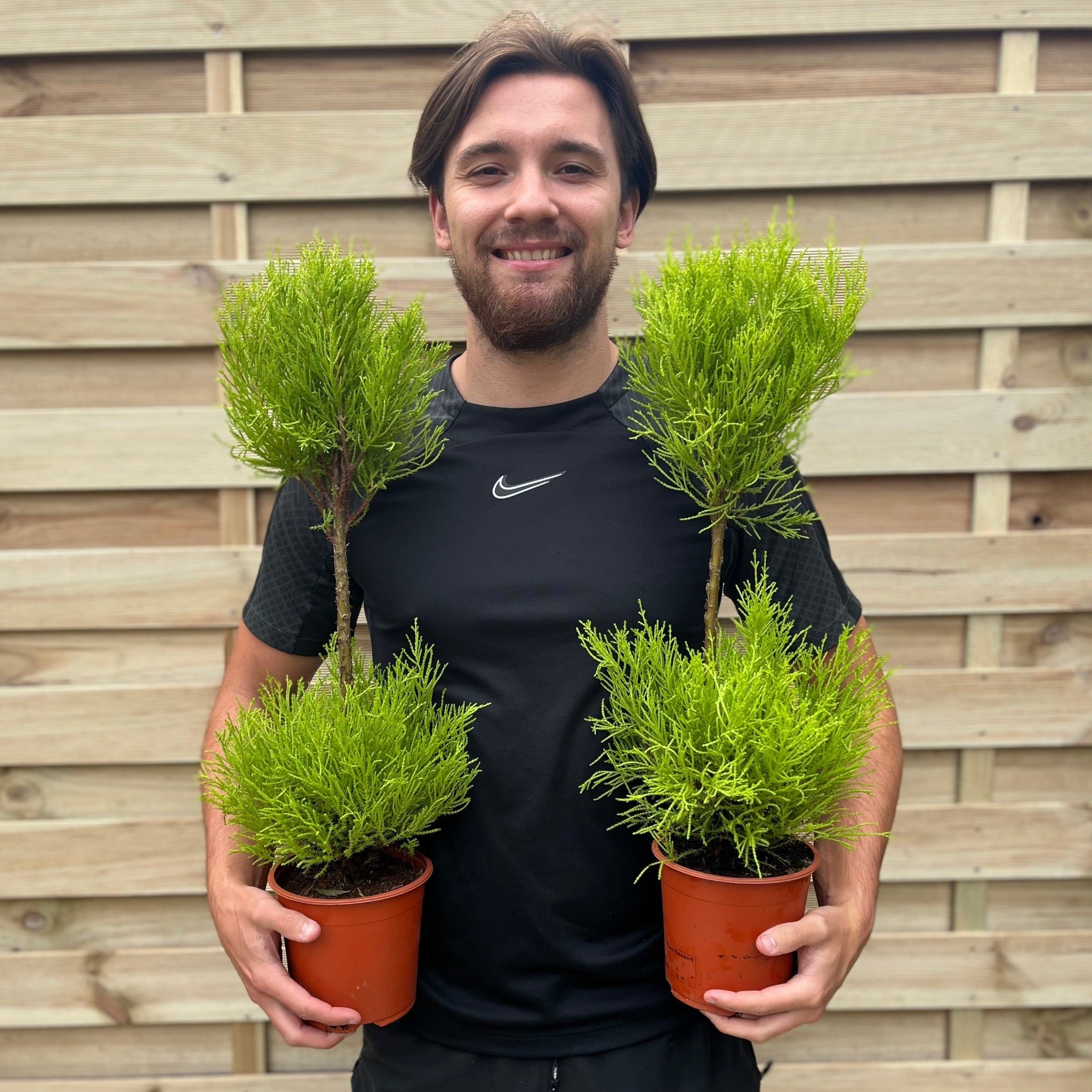 Cupressus Goldcrest Duo Ball | Topiary Conifer | 50-60cm