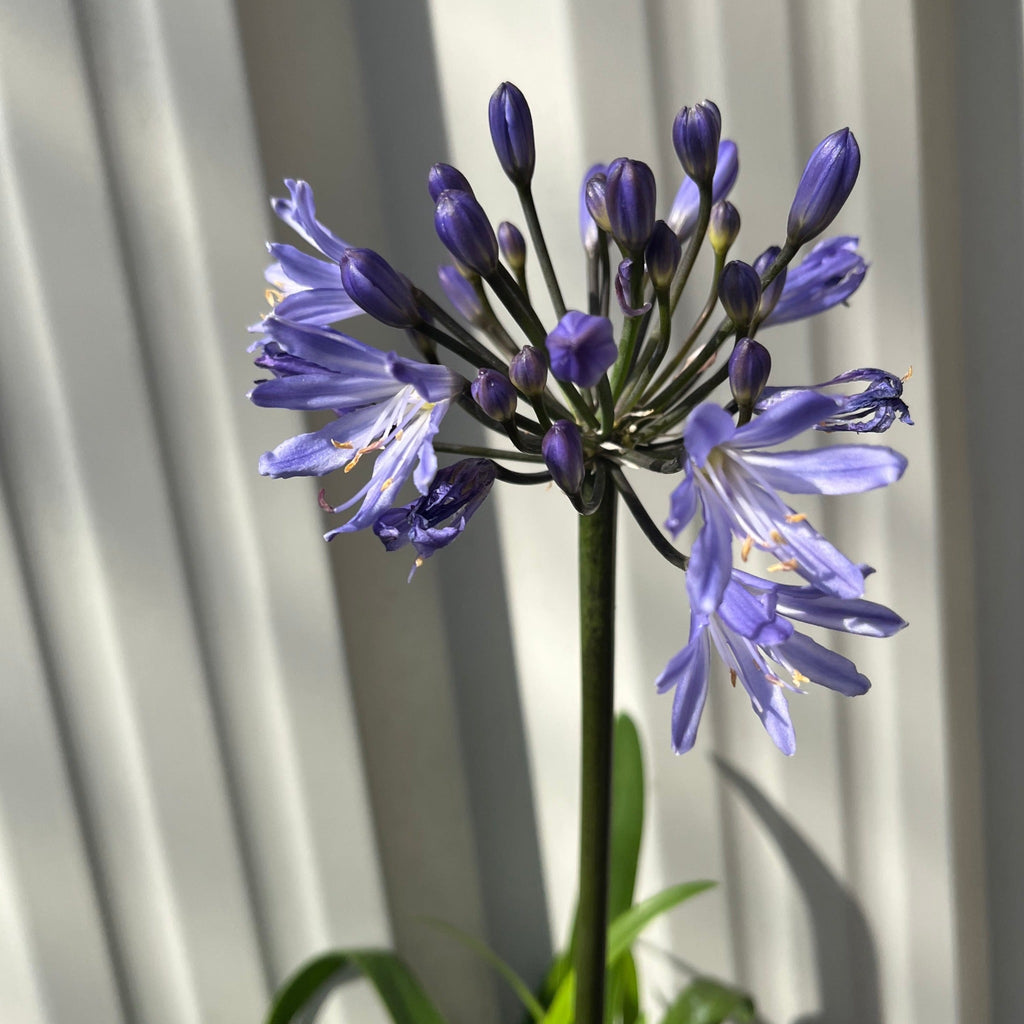 Agapanthus 'Summer Love' 2L