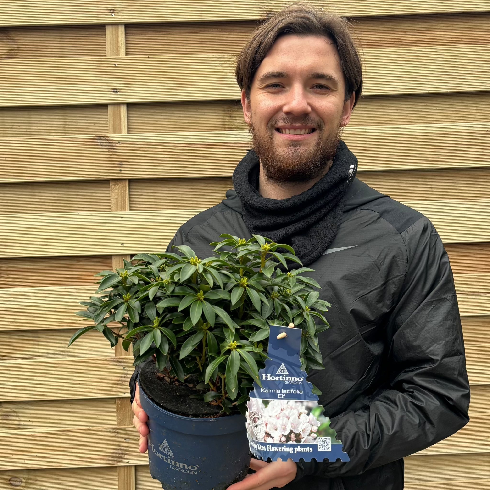 Kalmia latifolia 'Elf' 3L