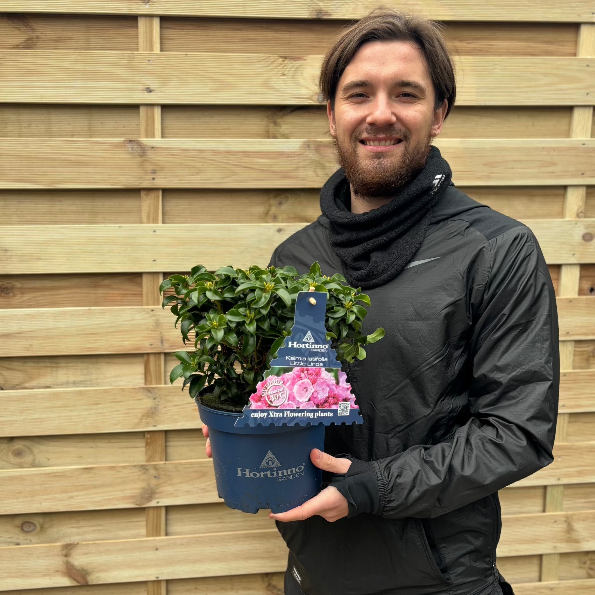 Kalmia latifolia 'Little Linda' 3L