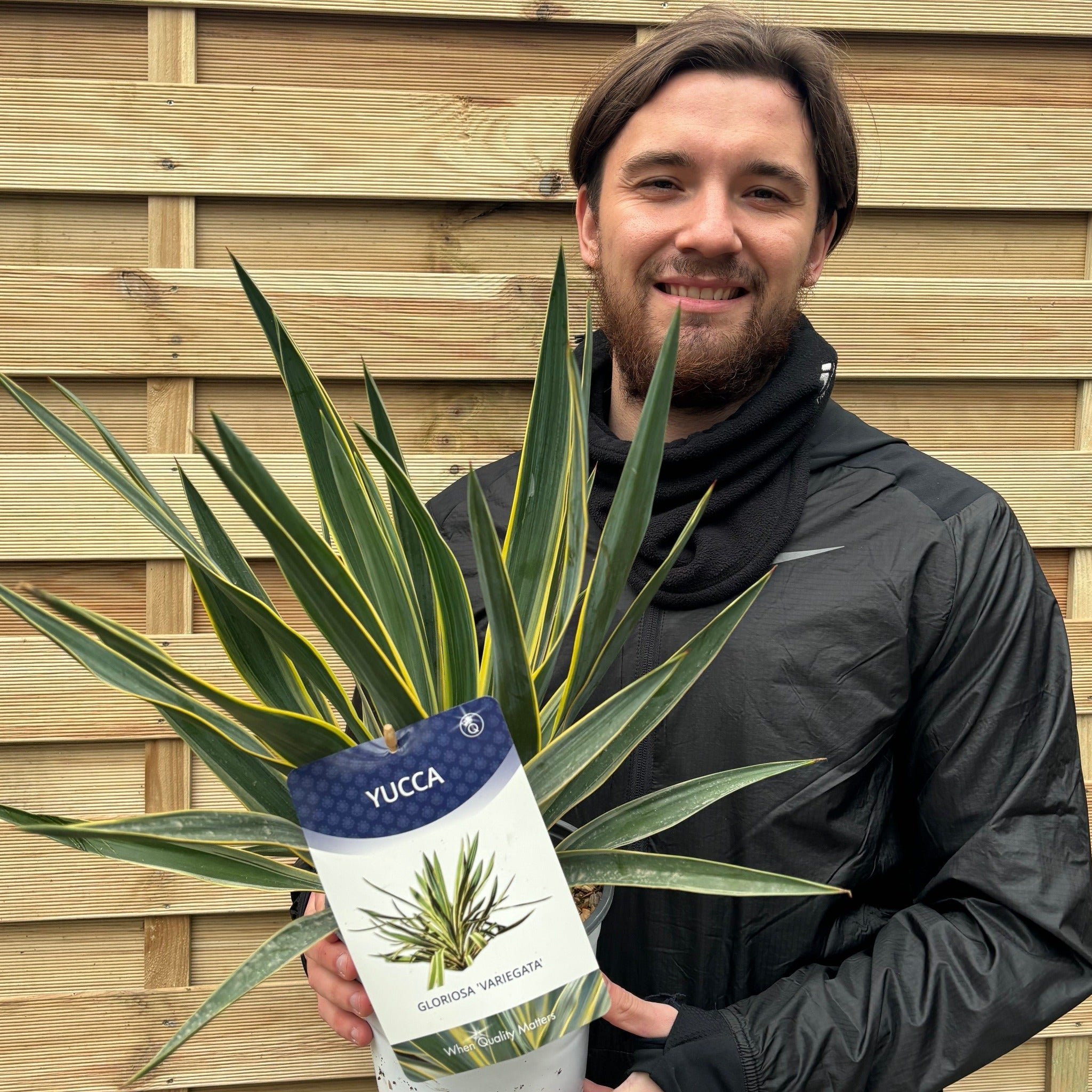 Yucca 'Gloriosa' Variegata 9cm / 3L / 7.5L