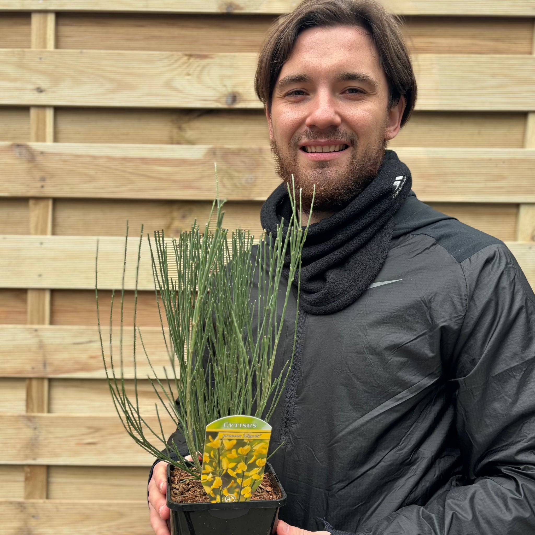 Cytisus x praecox 'Allgold' 2L