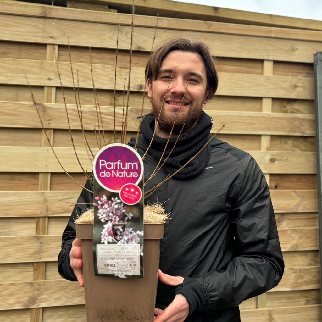 Syringa 'Flowerfesta White' Mini/Dwarf Lilac 4.5L