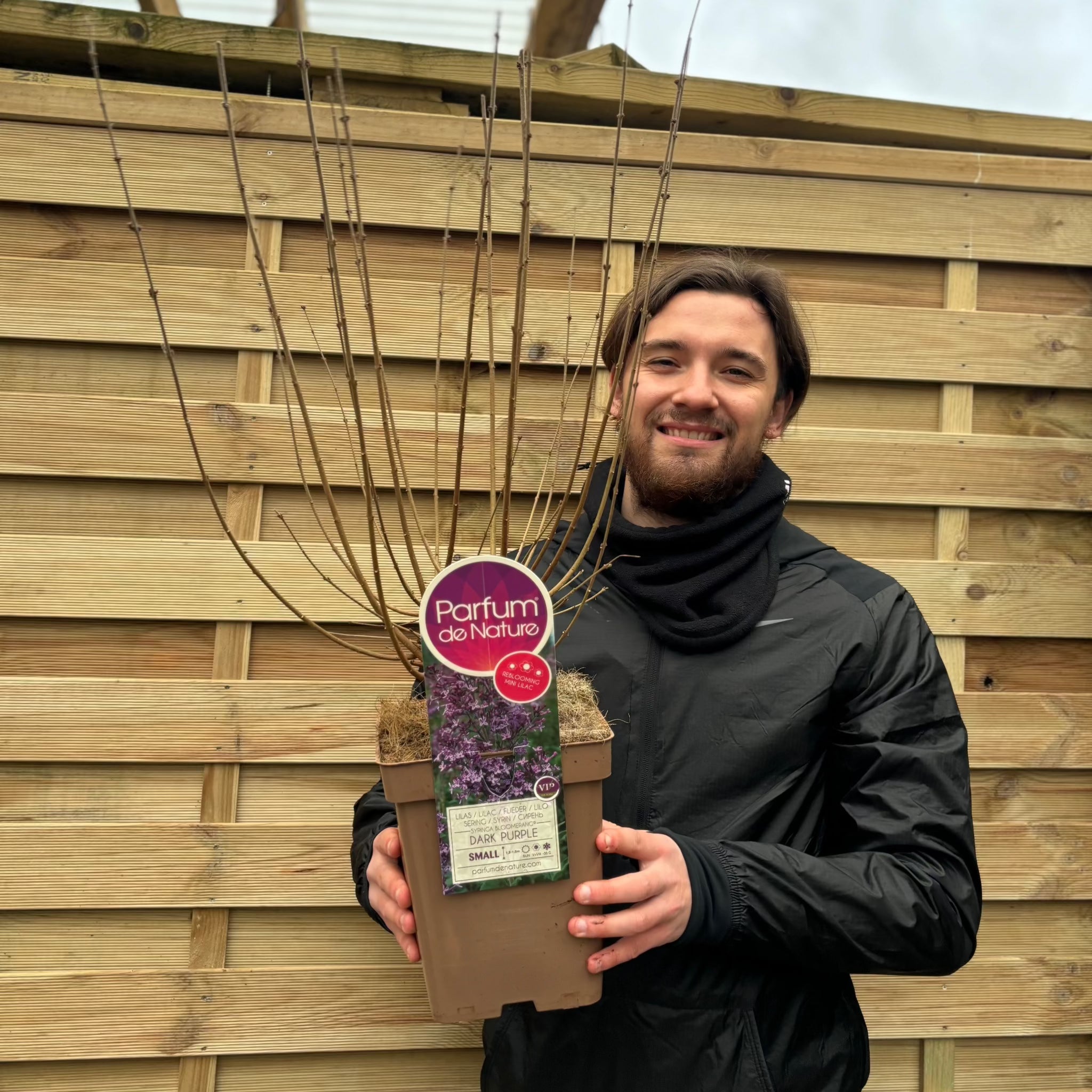 Syringa Bloomerang Purple (Reblooming Lilac) 3L/7.5L