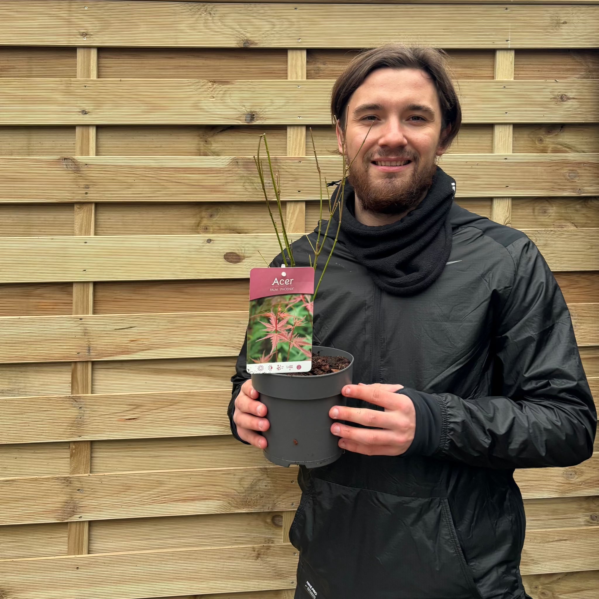 Acer palmatum 'Atropurpureum' 10.5cm / 2L / 3L / 10L