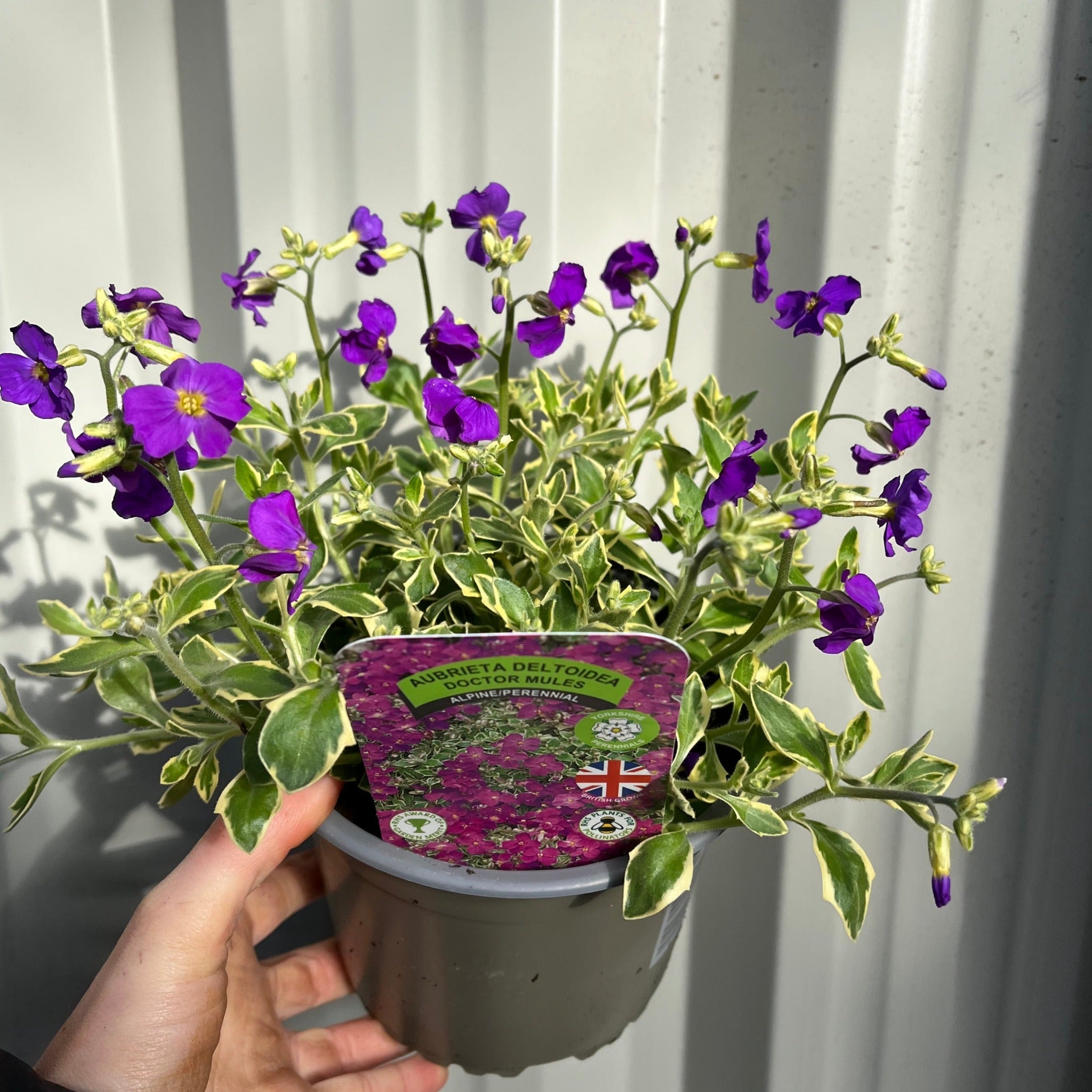Aubretia deltoidea 'Doctor Mules' 1.5L