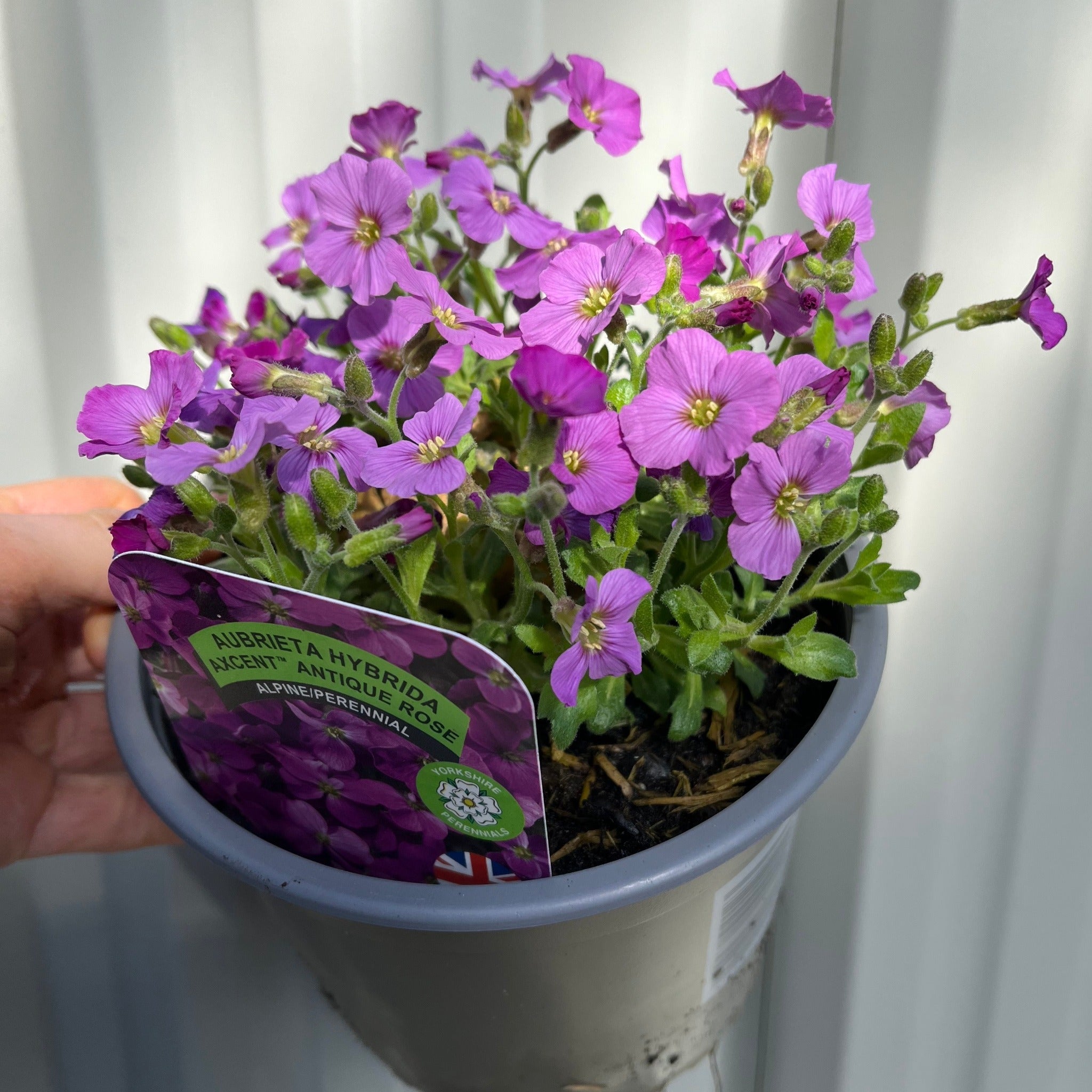 Aubretia hybrida axcent antique - Rose 1.5L