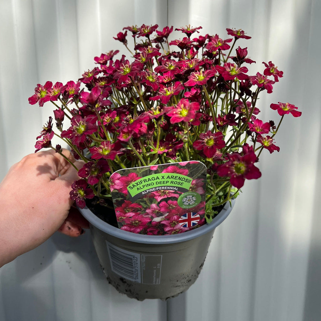 Saxifraga x Arendsii Alpino Early Rose 1.5L