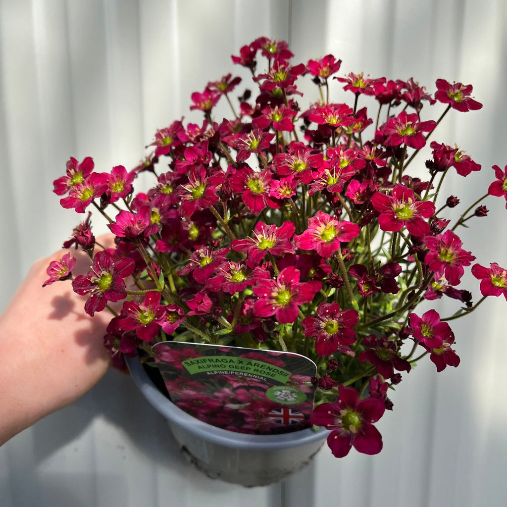 Saxifraga x Arendsii Alpino Early Rose 1.5L