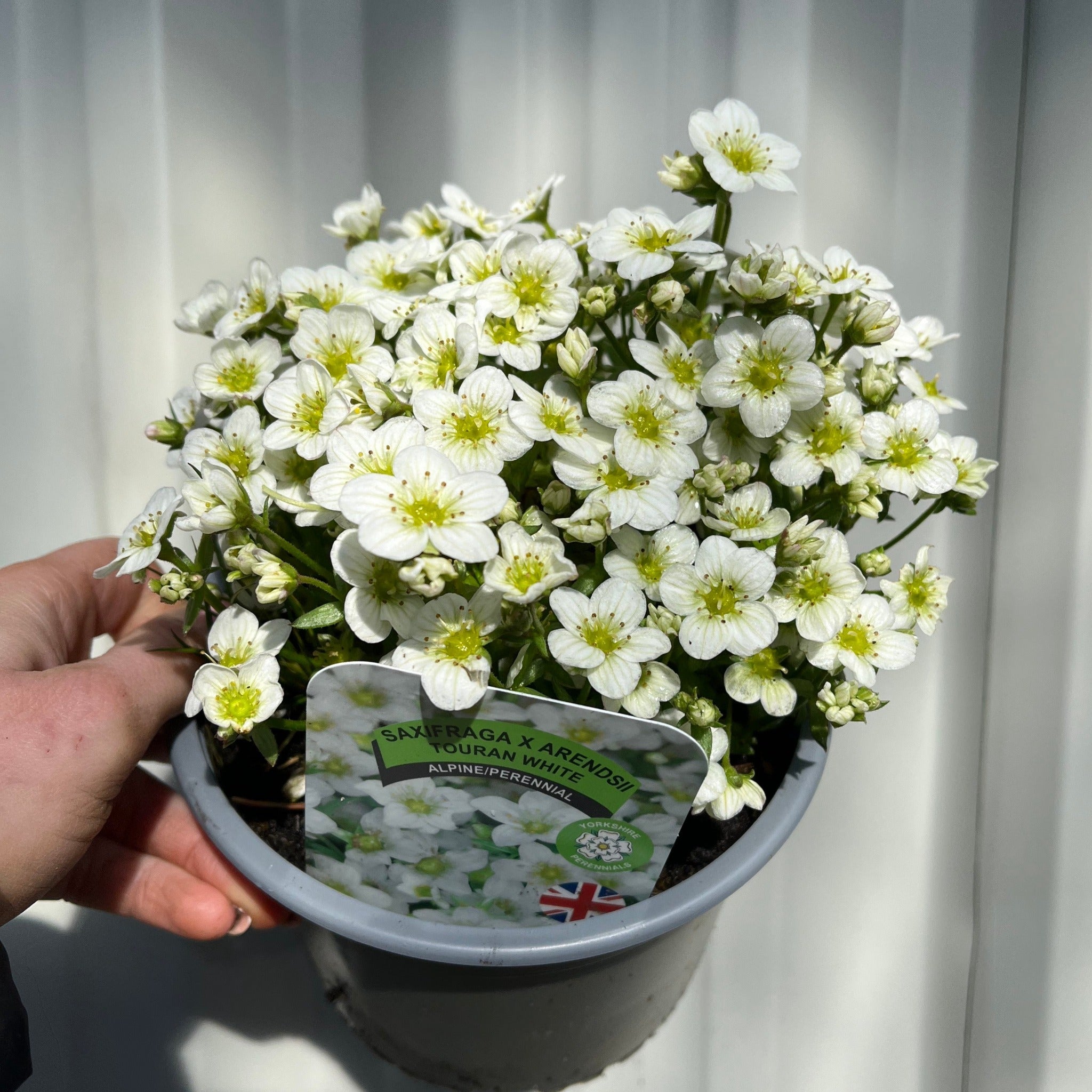 Saxifraga x Arendsii Touran White 1.5L