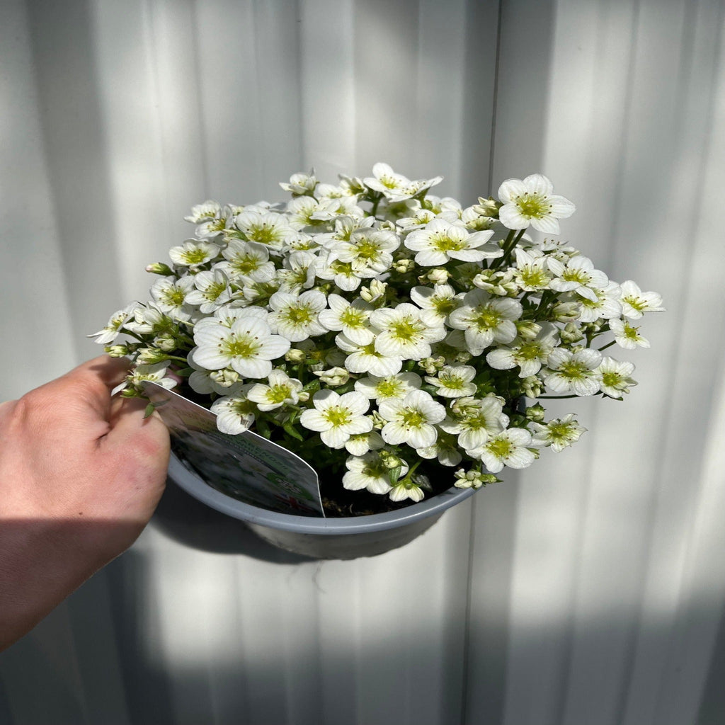 Saxifraga x Arendsii Touran White 1.5L