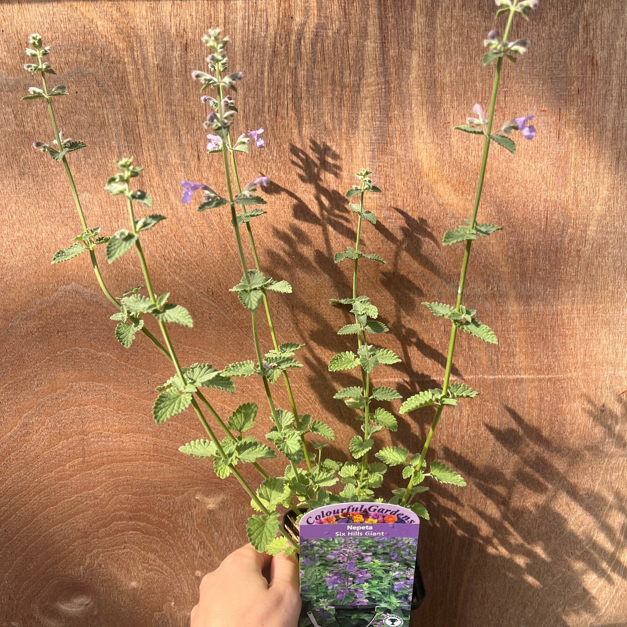3 x Late Summer Flowering Perennials (9cm Pots)