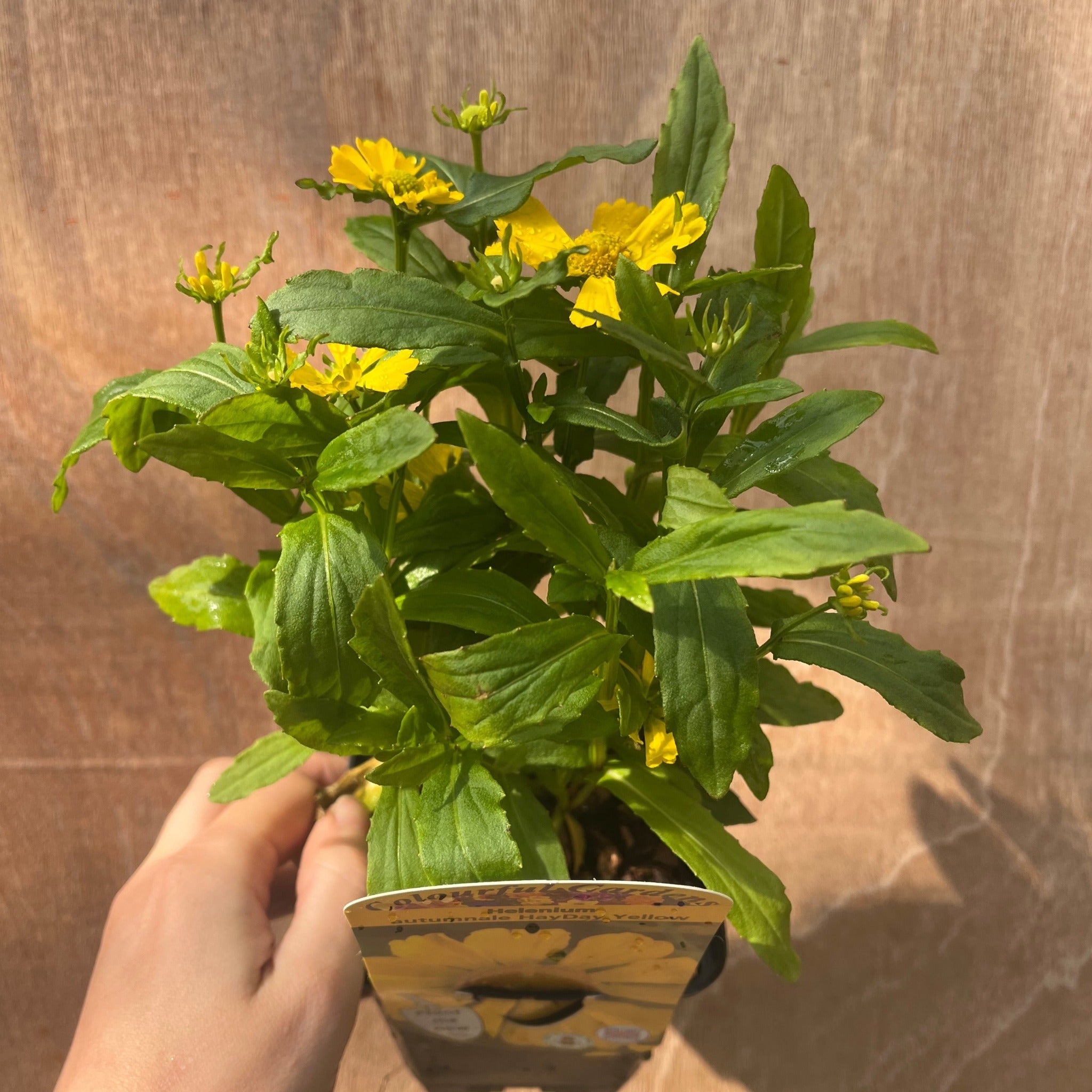 3 x Late Summer Flowering Perennials (9cm Pots)