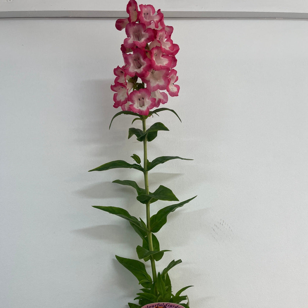 Penstemon 'Hewells Pink' 9cm/1.5L