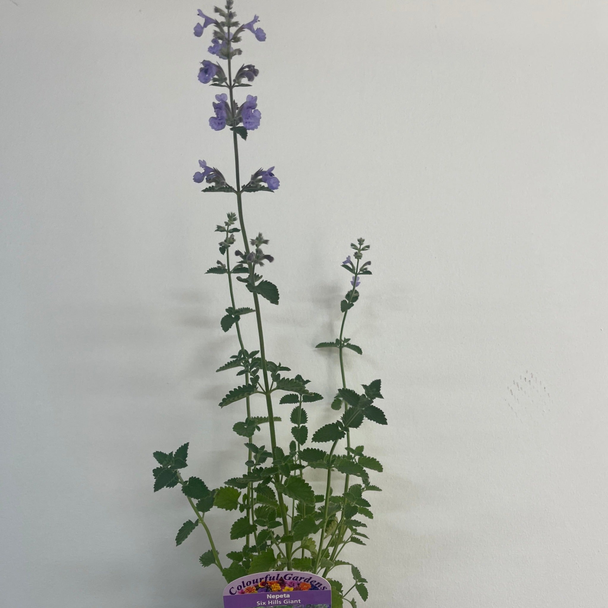 Nepeta Six Hills Giant 9cm/11cm/2L