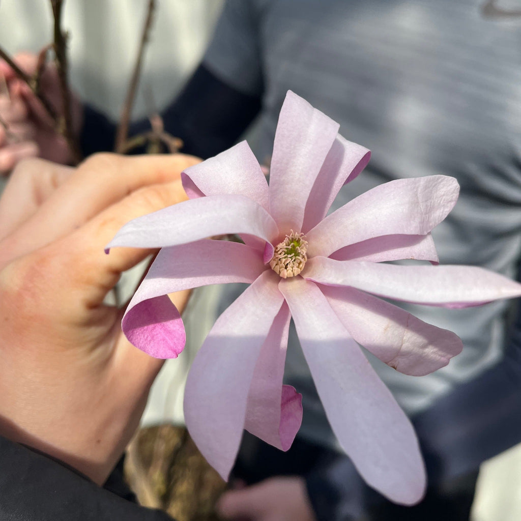 Magnolia x loebneri 'Leonard Messel'