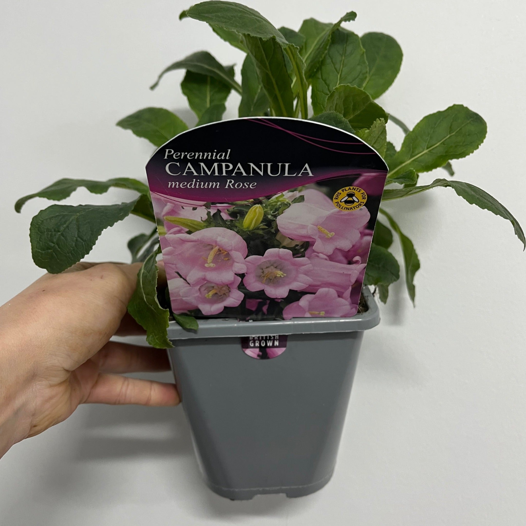 Campanula medium Rose - Canterbury bells 1L