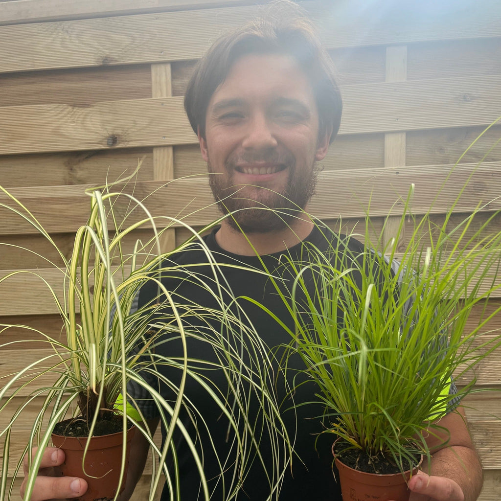 2 x Carex Grasses 8cm