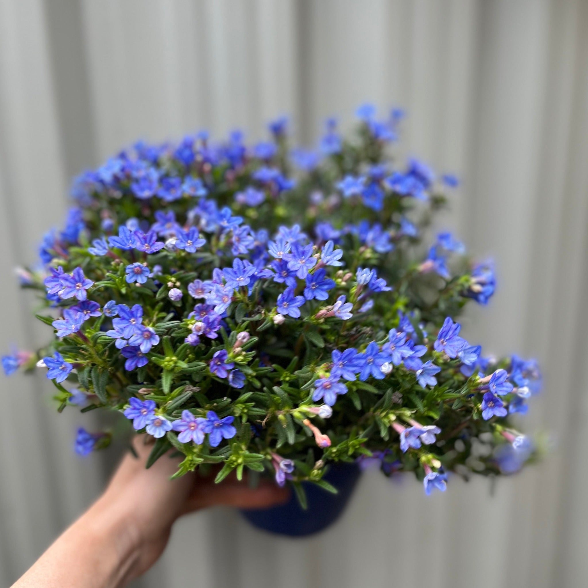 Lithodora 'Heavenly Blue'