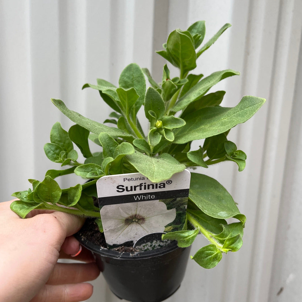 Petunia 'Trailing Surfinia White' 9cm