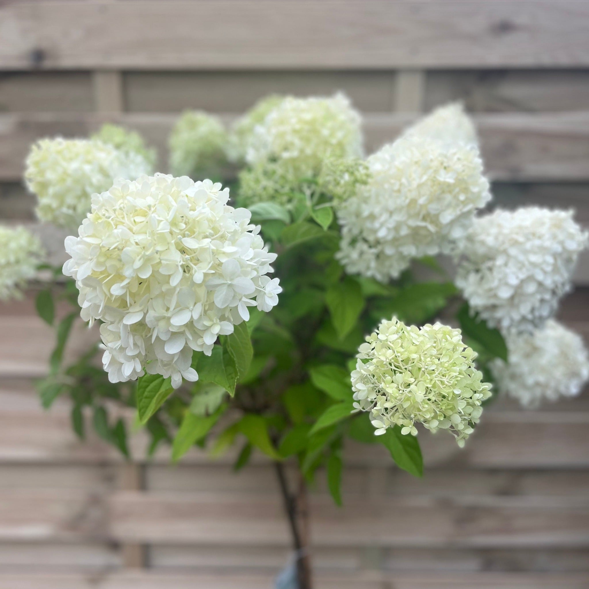 Hydrangea paniculata 'LimeLight’ Tree