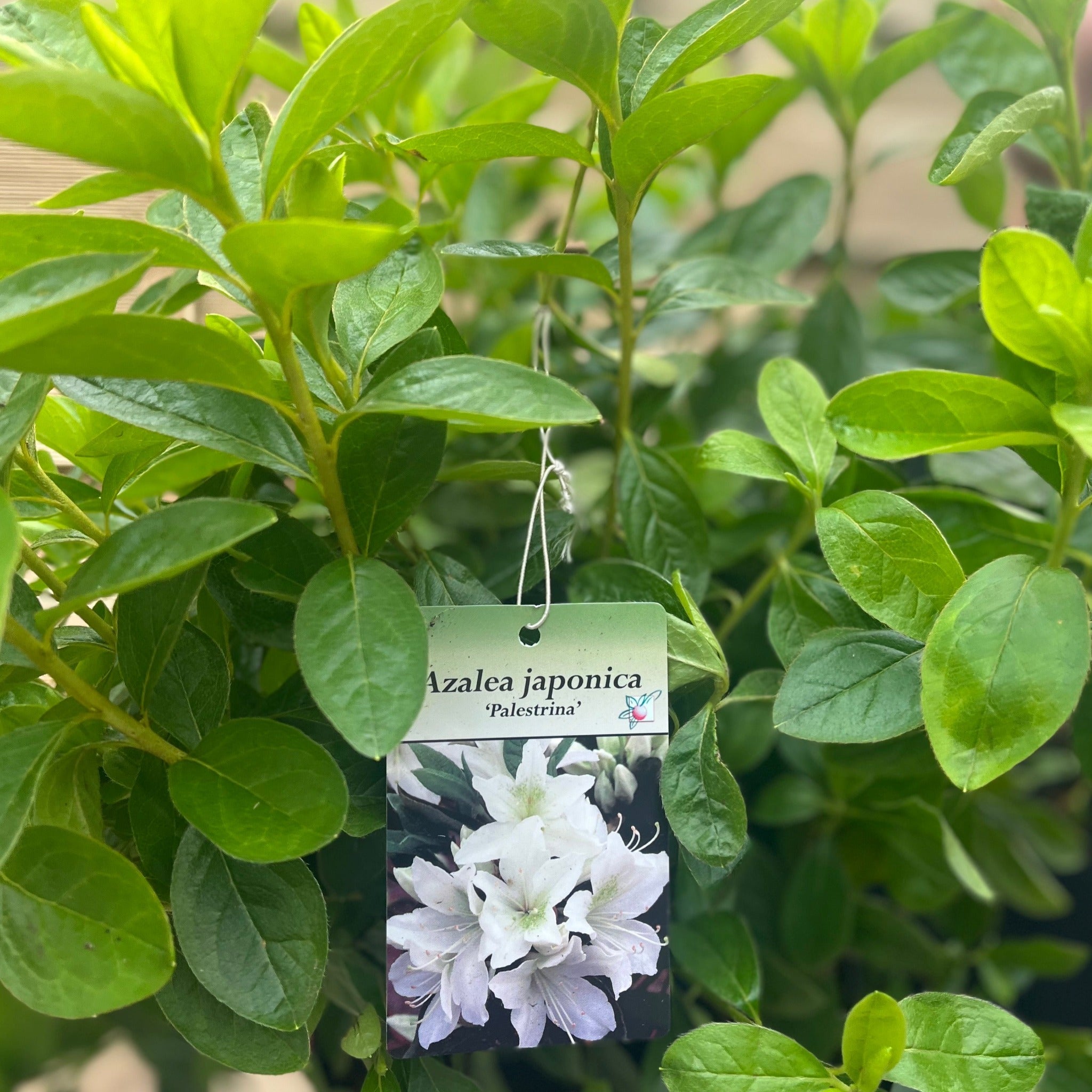 Azalea japonica Palestrina 5L