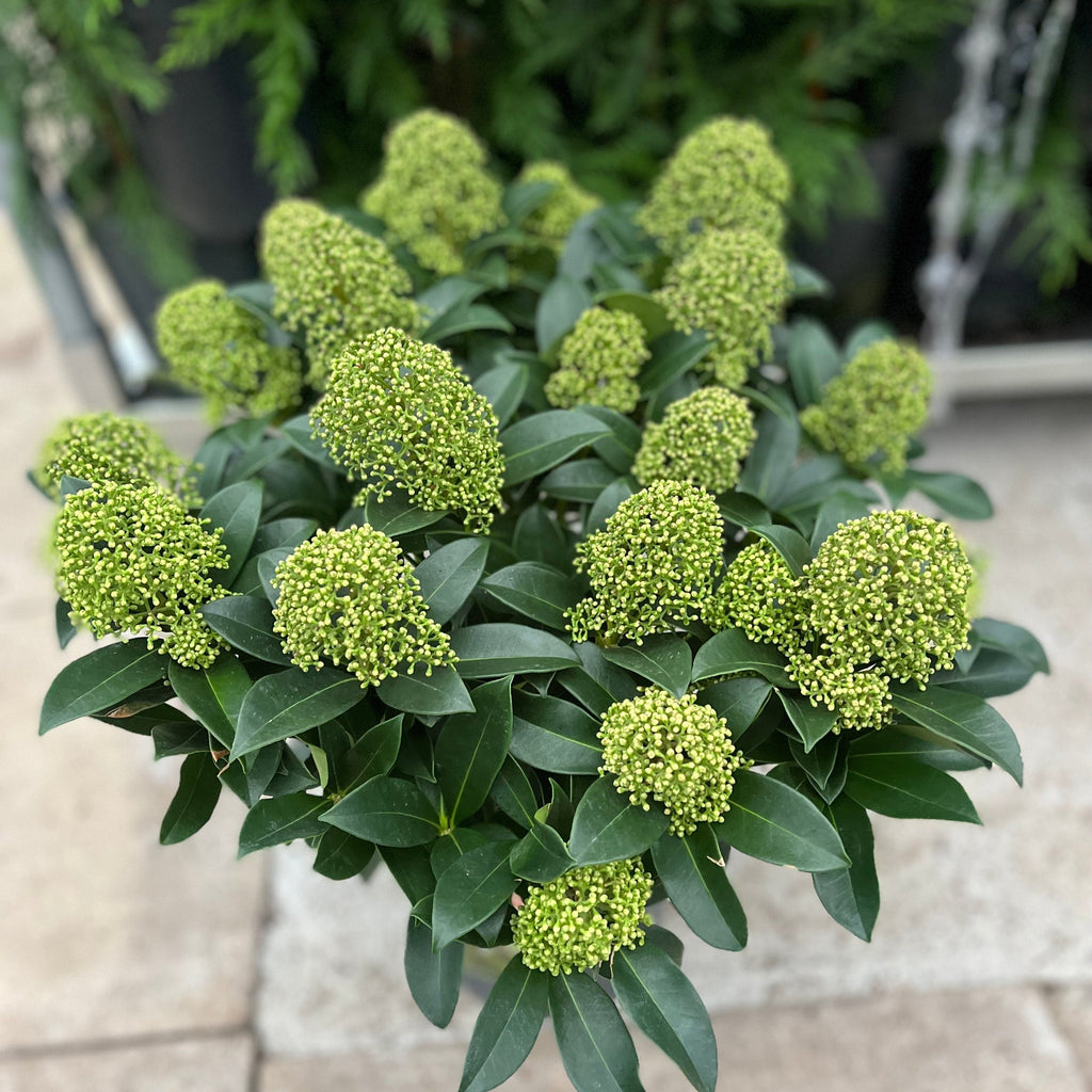 Skimmia japonica 'Fragrant Cloud' 9cm/2L/5L