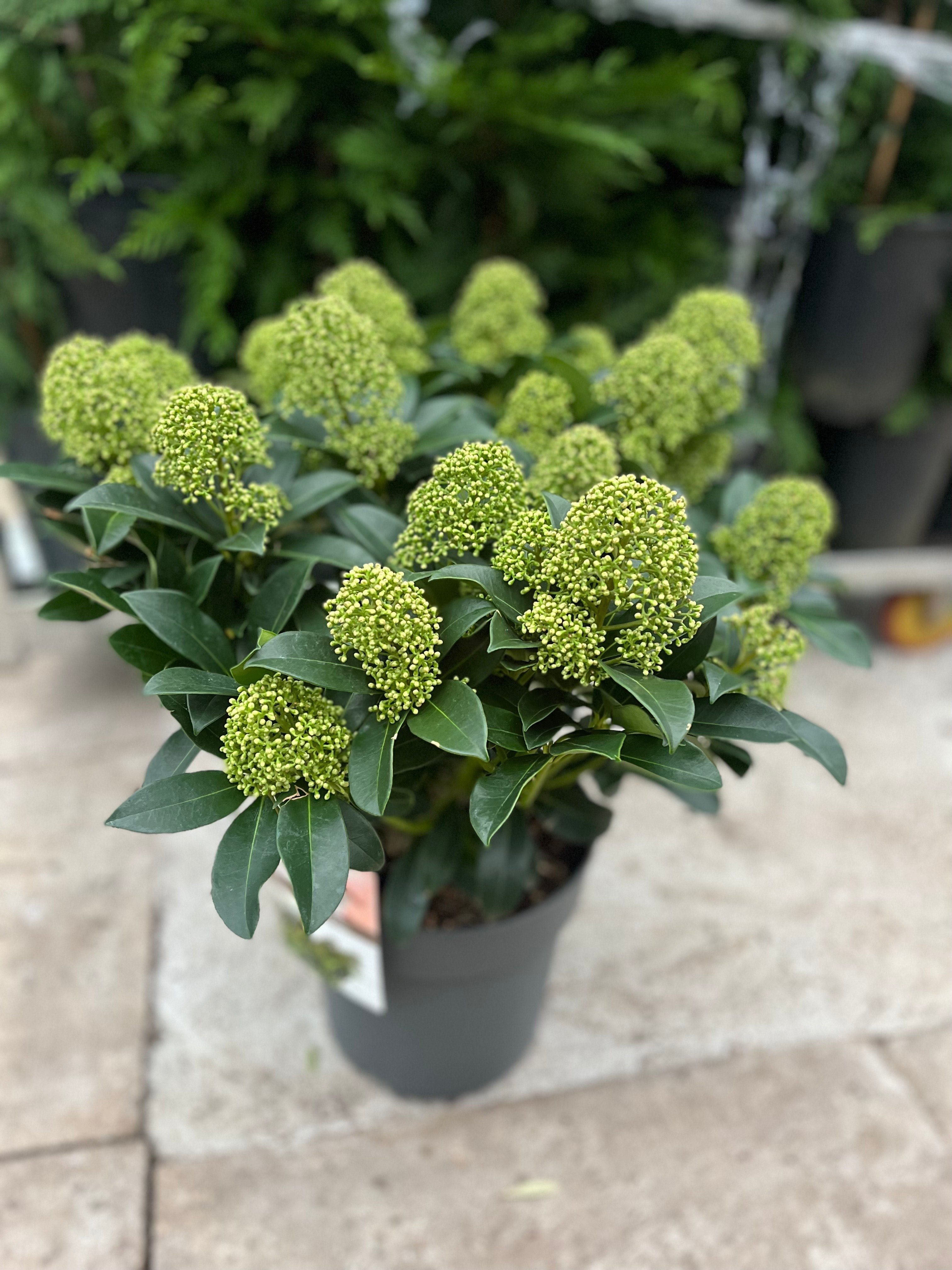 Skimmia japonica 'Fragrant Cloud' 9cm/2L/5L