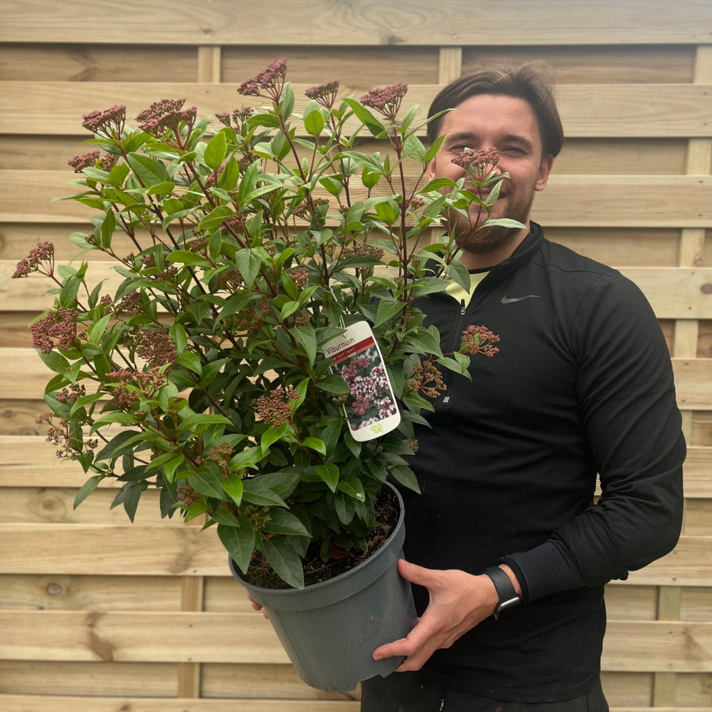 Viburnum tinus 'Spirit' 2L / 5L / 10L