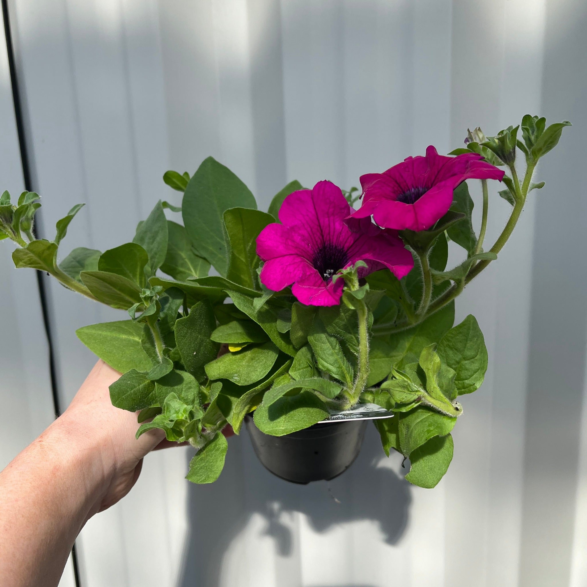 Petunia 'Trailing Surfinia Purple'