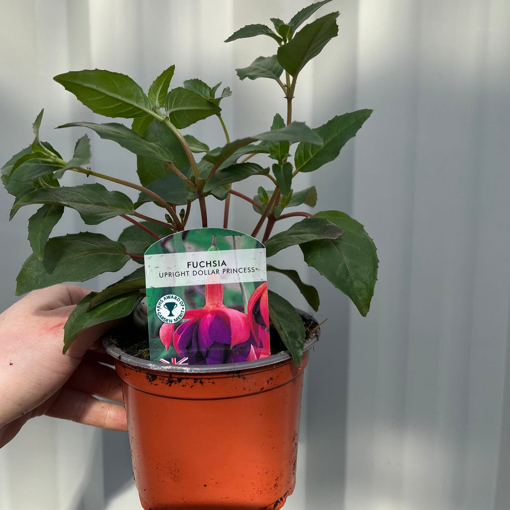 Fuchsia Dollar Princess - Upright (9cm Pot)