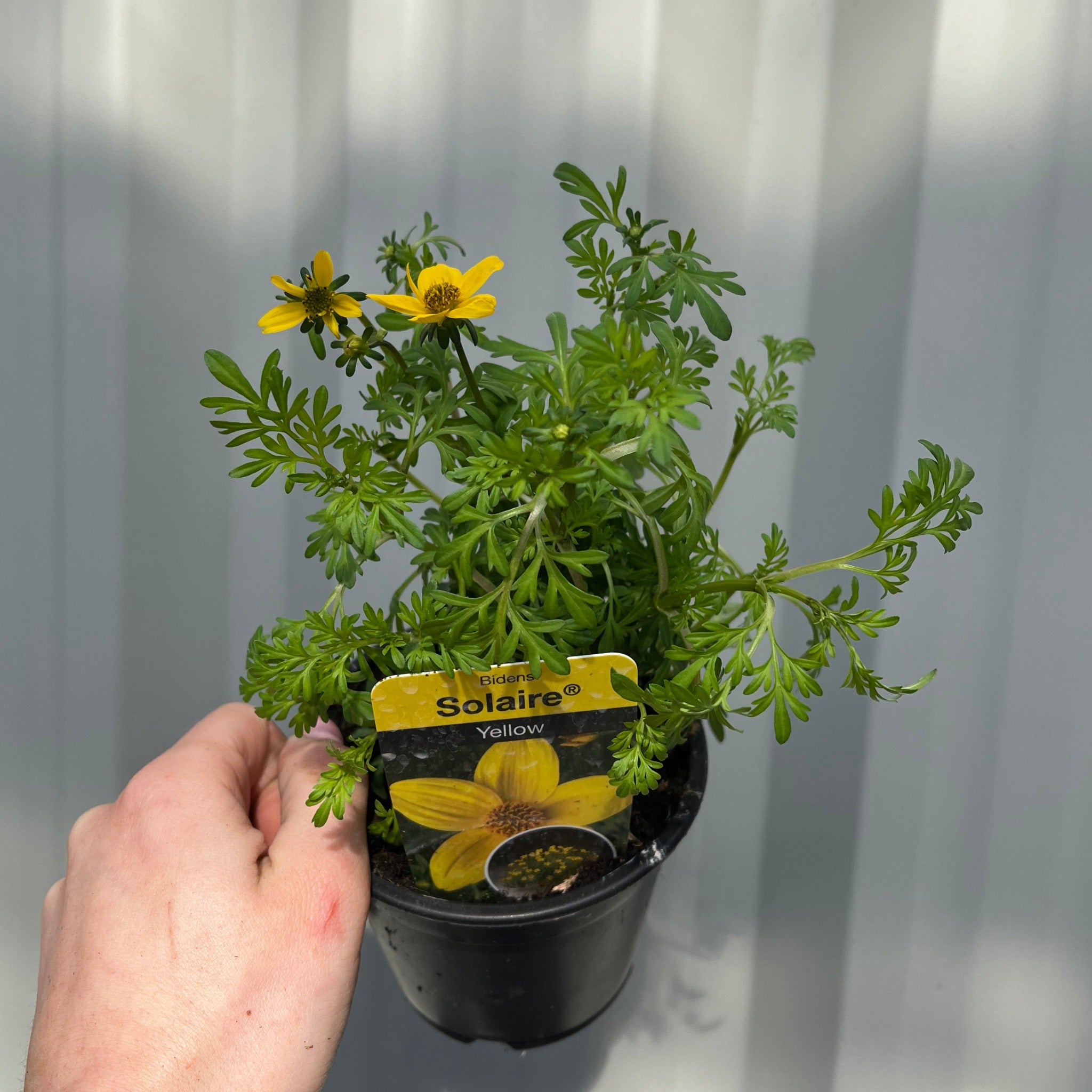 Bidens ferulifolia 'solaire' (9cm)