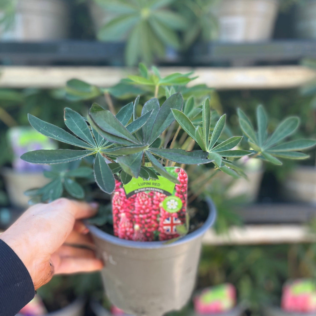 Lupinus polyphyllus 'Legendary Red' (3 Sizes available)