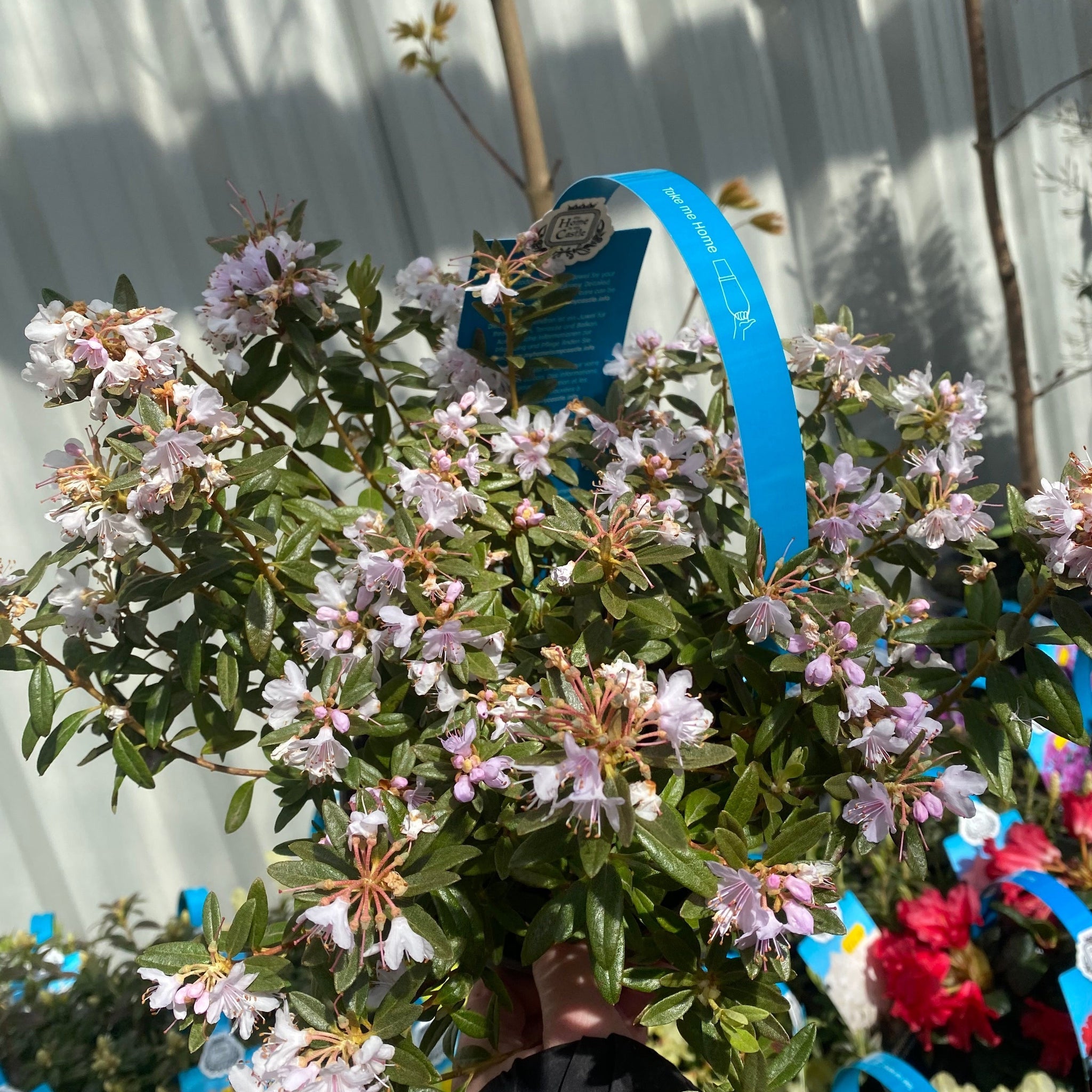 Rhododendron Dwarf White ‘Dora Amateis’ 2L