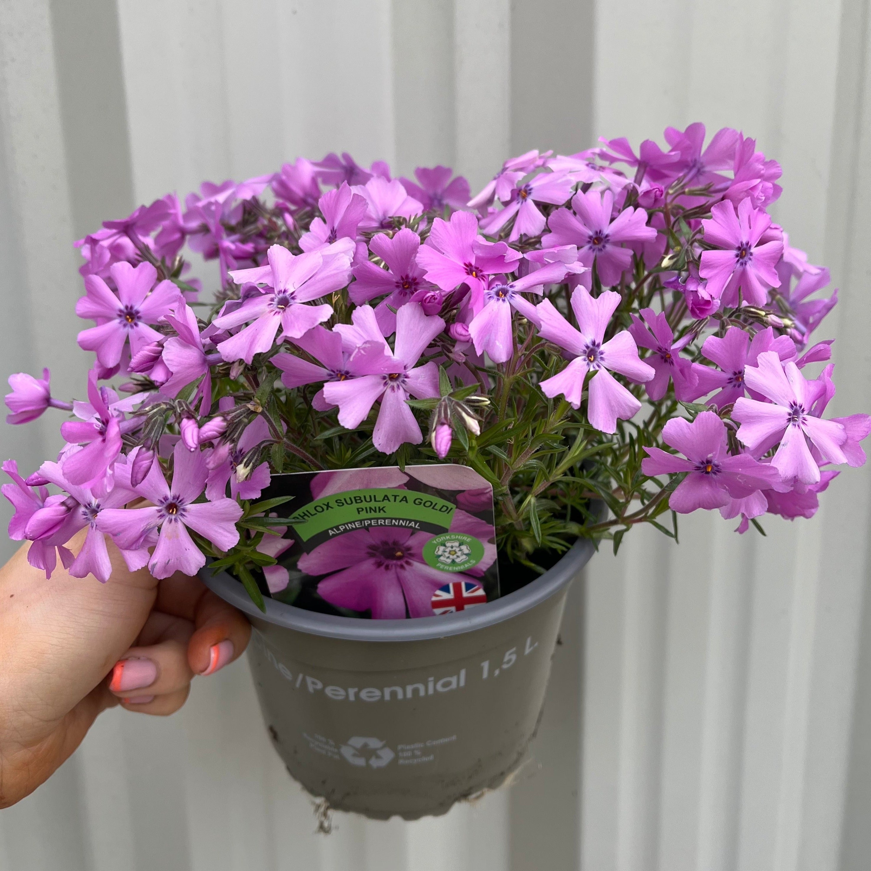Phlox subulata Goldi Pink 1.5L