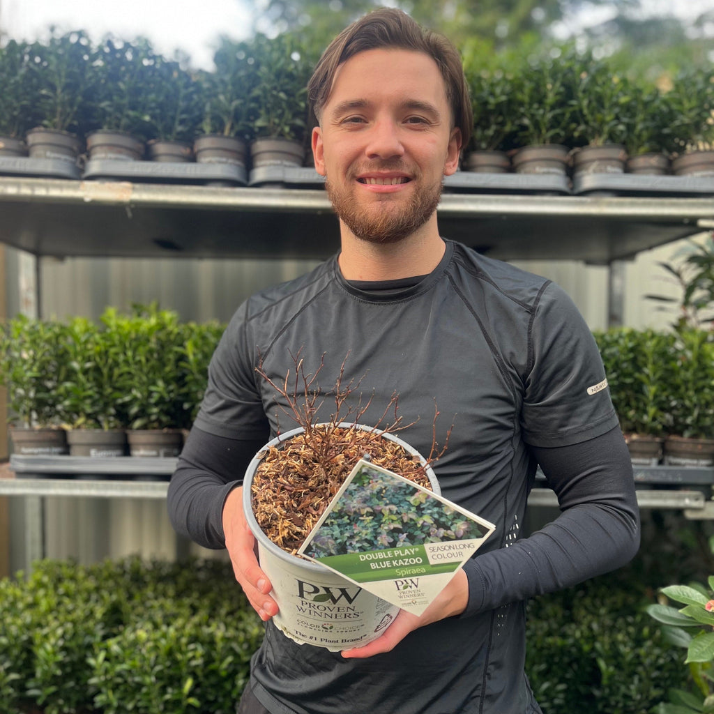 Spiraea Double Play 'Blue Kazoo' 3L