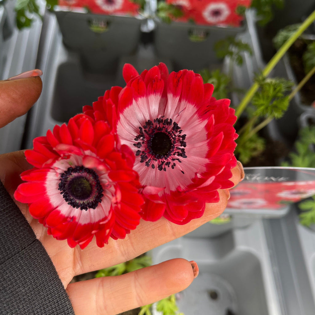 Anemone coronaria Harmony Double Scarlet 1L