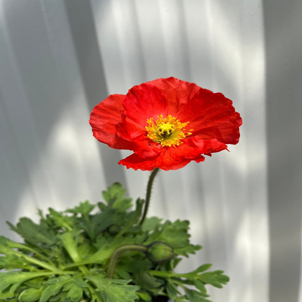 Poppy Spring Fever Mix 1.5L