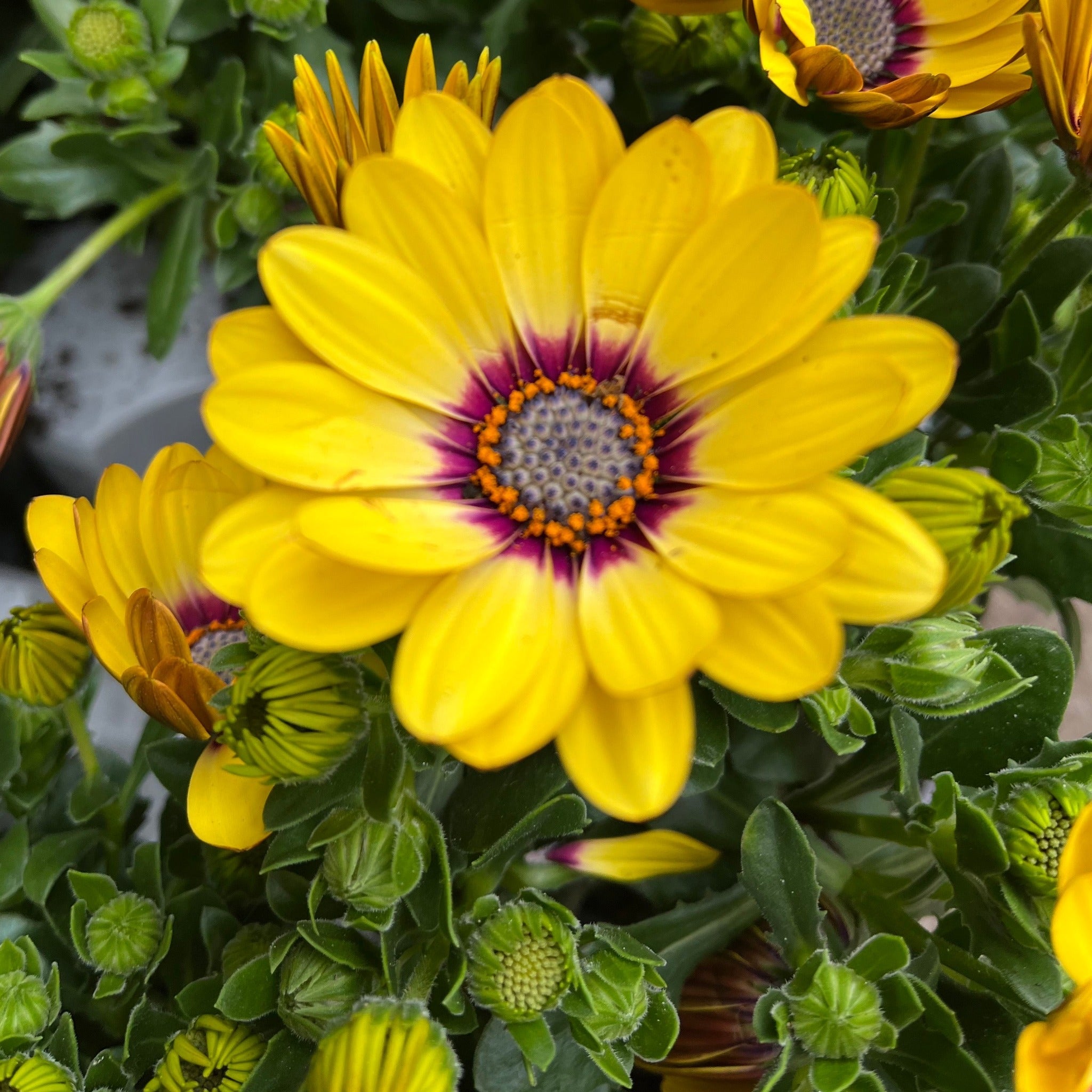 Osteospermum (Cape/African Daisy) 12cm Pot
