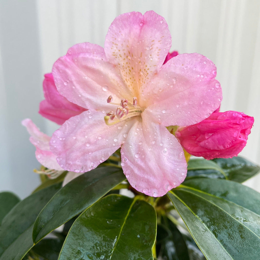 Rhododendron 'Percy Wiseman' 2L