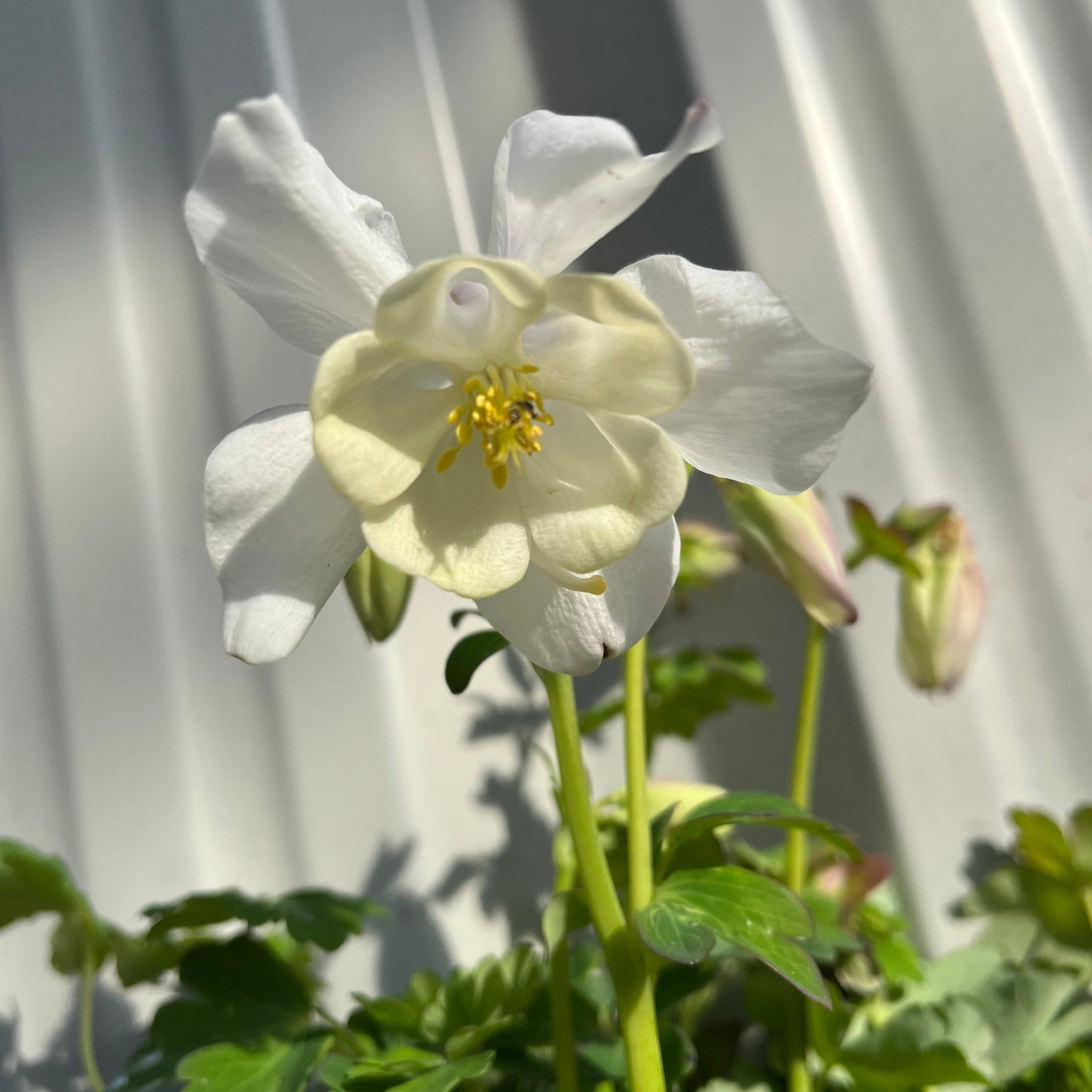 Aquilegia 'White Star' 1L