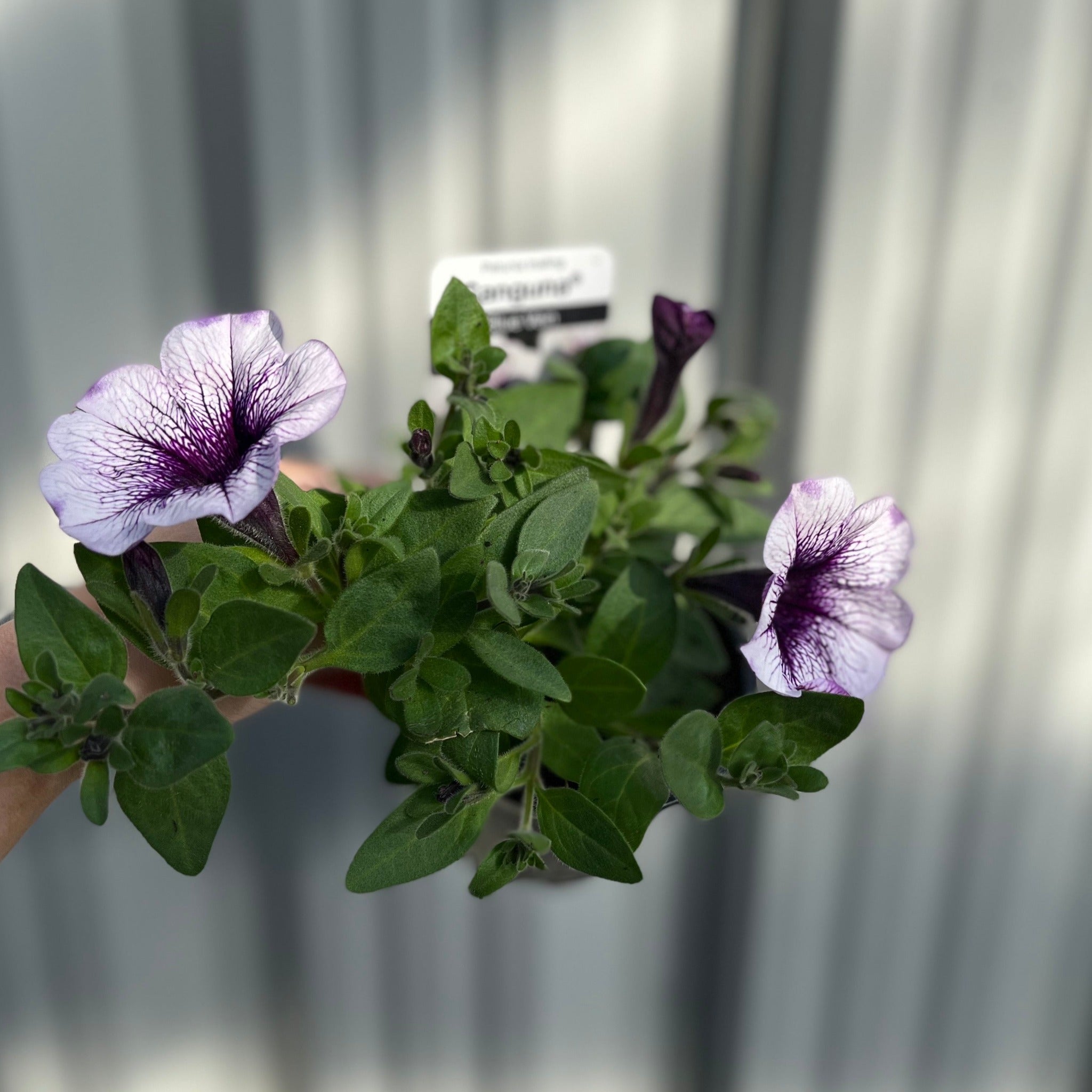 Blue Vein Trailing Petunia 'Surfinia' (9cm Pot)